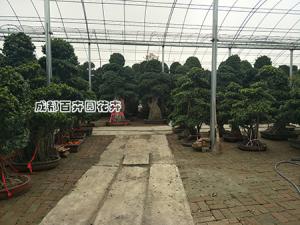 成都租花、租植物就找更近的租花公司