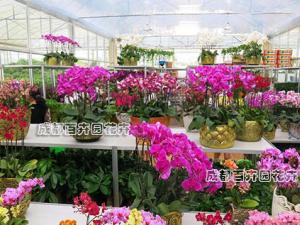 2017盆栽租赁单价，植物租赁价格，花卉租摆套餐，绿植出租报价单