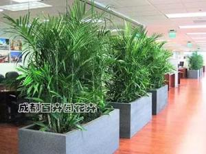 影响成都武侯区植物租摆公司报价的因素有哪些