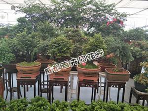 成都植物租赁行业备战年宵花卉绿植价格略涨