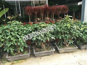 成都植物租赁中的清香木适合摆放在办公室吗？