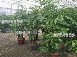 成都植物租摆养护花卉不再难了