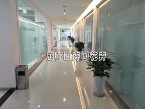 成都植物租赁业务趋势分析