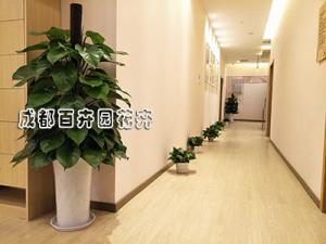 盆栽植物租赁中绿萝的日常养殖方法及注意要点