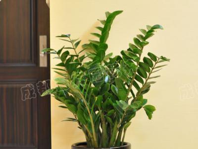 成都植物租赁中金钱树的养护方法及注意事项