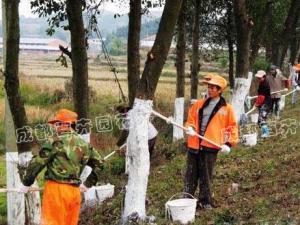 园林绿化养护常用的防寒措施有哪些？