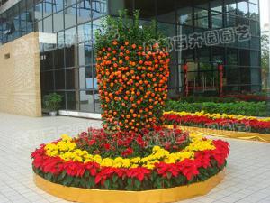 成都植物租摆热销年橘迎春节，摆放风水有讲究