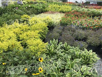 成都植物租赁公司提醒您花卉市场买花要小心，以下几种花都是骗人的！