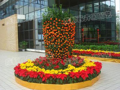 成都植物租摆热销年橘迎春节，摆放风水有讲究