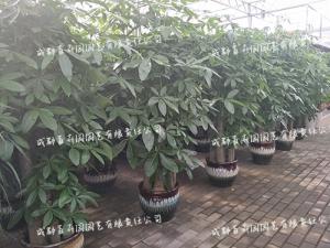 哪些因素影响花卉绿植租赁的价格？