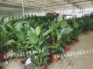 绿植花卉租赁公司可以开发票吗？税率是多少？