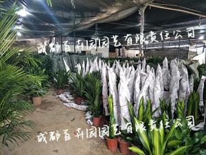 成都武侯区火车南站植物租赁服务分点