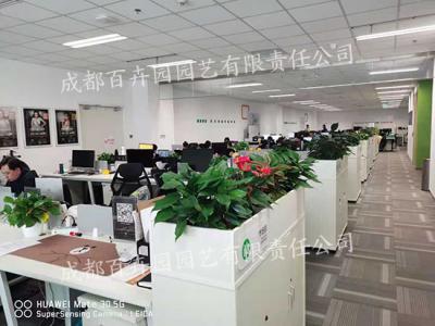 绿植租赁公司是如何养护植物的？
