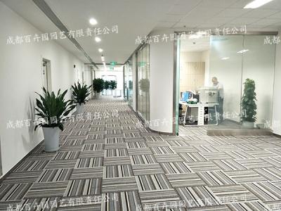 成都植物租赁服务具有高性价比的优势