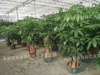 成都植物租赁公司哪家更好？