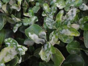 成都植物租摆分享室内植物感染白粉病的预防与治疗？