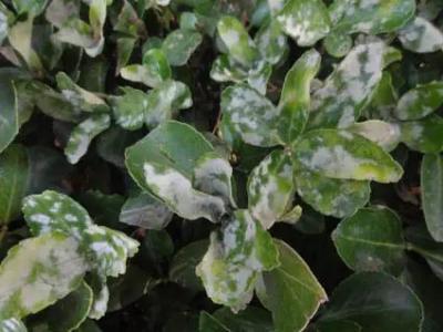 成都植物租摆分享室内植物感染白粉病的预防与治疗？