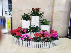 植物租摆服务的基本标准