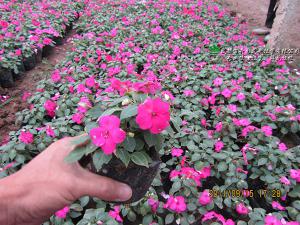 成都草花销售（凤仙花）