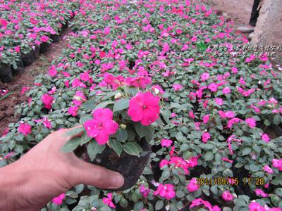 成都草花销售（凤仙花）