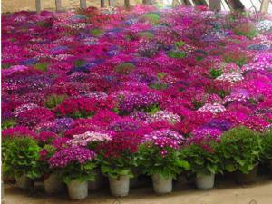 成都草花租摆（瓜叶菊）