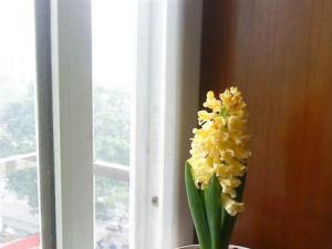 成都盆栽花卉租赁(风信子) 