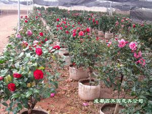 成都室内花卉租赁(山茶花) 
