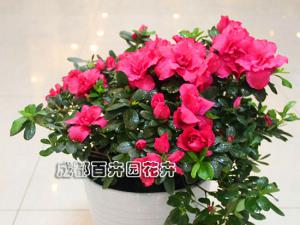  成都花卉租赁-小型盆栽花卉杜鹃