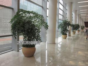 某大型会场大厅植物租摆案例设计方案
