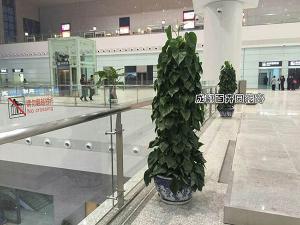 大型商场植物租摆案例