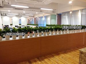 某鞋业公司办公室花卉租摆案例