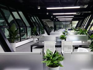 四川某文化艺术公司成都办公室前台花卉绿植租摆案例