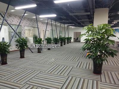 某科技公司成都办公室植物租赁方案及摆放案例图