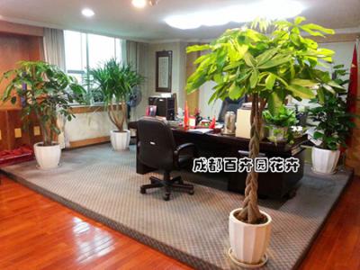 某公司老总办公室植物租摆案例