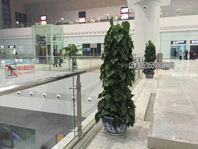 大型商场植物租摆案例