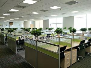 办公室公共区域绿植租摆案例