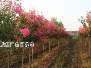庭院花园花境植物-紫薇 