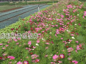 成都绿化花卉销售（波斯菊）