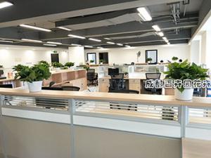 办公室植物租赁案例