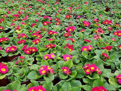 成都花草租摆（报春花） 