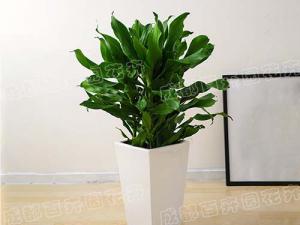  成都植物租赁-大型盆栽植物螺纹铁