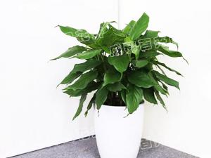  成都植物租摆-大型盆栽植物万年青