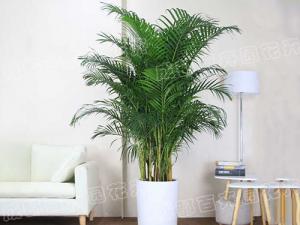  成都植物租赁-大型盆栽植物散尾葵 