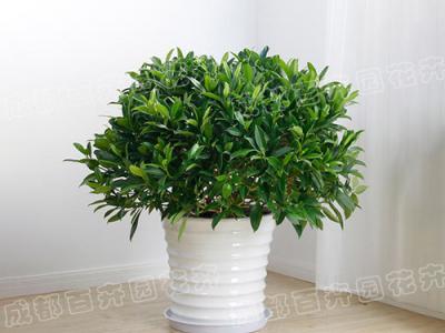  成都植物租赁-大型盆栽植物非洲茉莉 