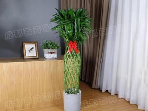  成都植物租摆-大型盆栽植物富贵竹