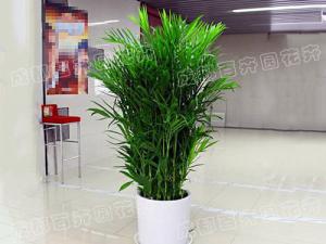  成都植物租赁-大型盆栽植物夏威夷竹 