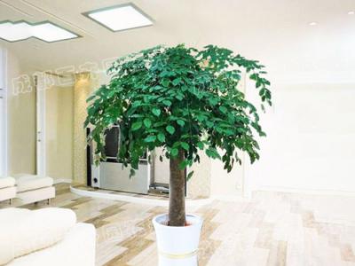  成都植物租赁-大型盆栽植物幸福树