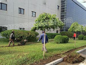 某工厂绿地绿化植物栽种施工案例