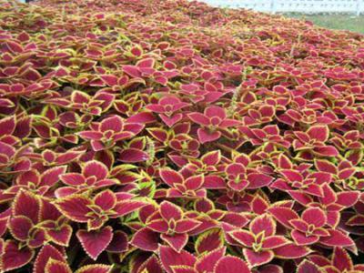 成都租花卉（彩叶草）