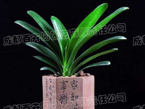 成都绿植租赁-小型盆栽绿植君子兰